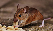 24 Hour & Emergency Exterminators in Virginia Foothills, NV